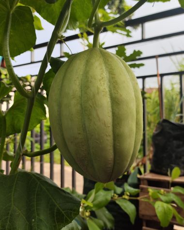 Melon Sweet Net dalam proses pematangan
