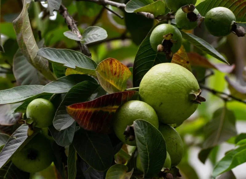 Buah jambu biji