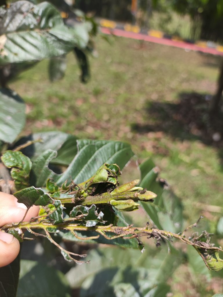 Pucuk pada dahan tanaman jambu biji kelompok kami yang tidak begitu sehat
