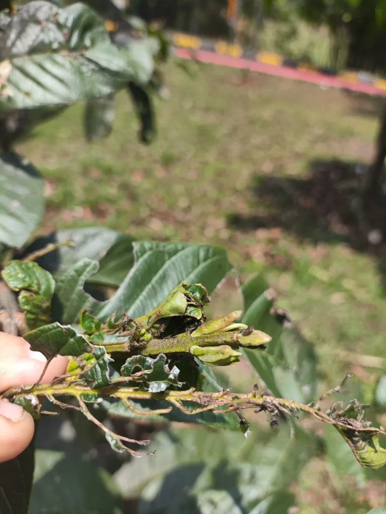 Pucuk pada dahan tanaman jambu biji kelompok kami yang tidak begitu sehat
