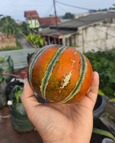 Melon Kajari