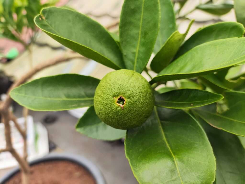 "Pusar" di bagian bawah buah jeruk Cara Cara