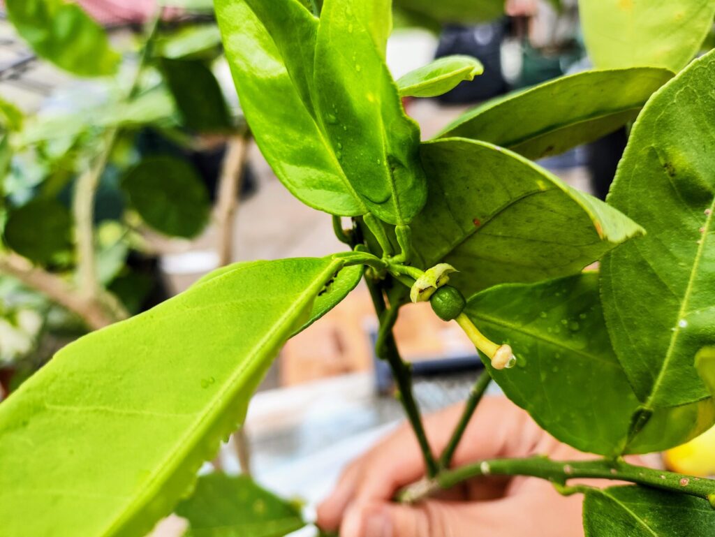 Putik/bakal buah jeruk Cara Cara